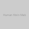 Human fibrin Mab
